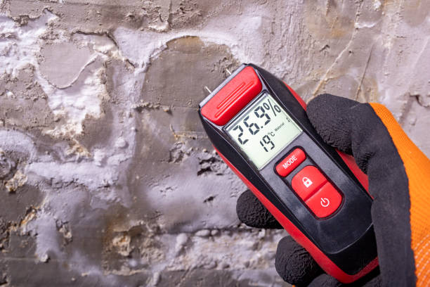 Best Mold Remediation Experts  in Roxana, IL