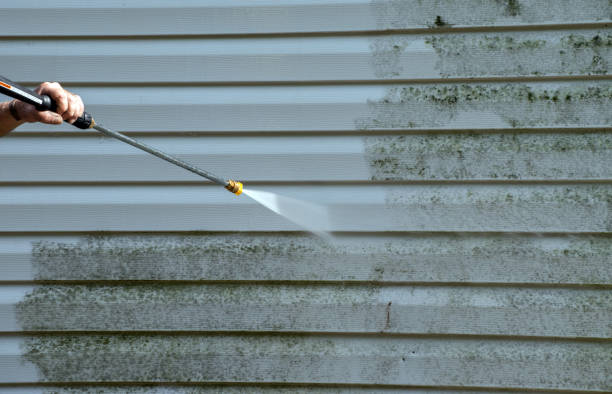 Best Certified Mold Removal  in Roxana, IL