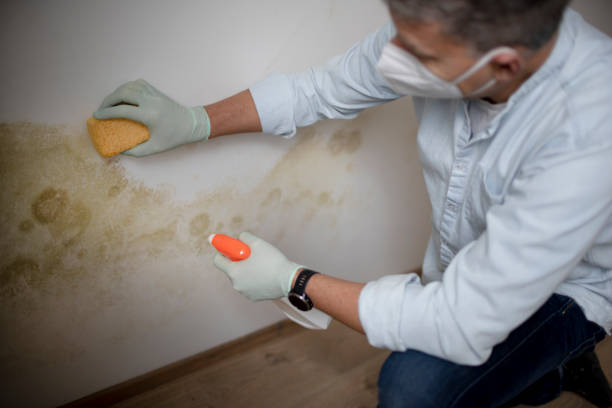 Best Toxic Mold Removal  in Roxana, IL