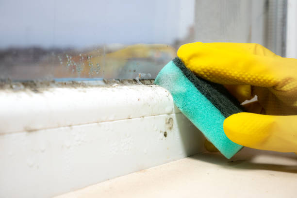 Best Office Mold Removal Services  in Roxana, IL