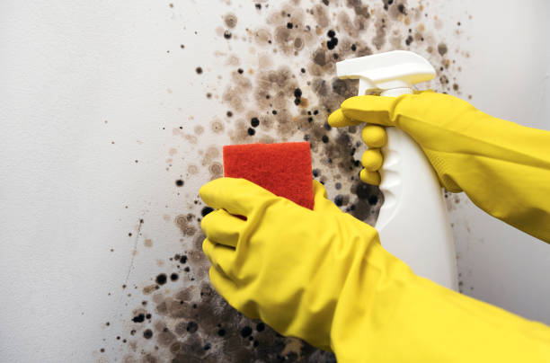 Professional Mold Removal in Roxana, IL