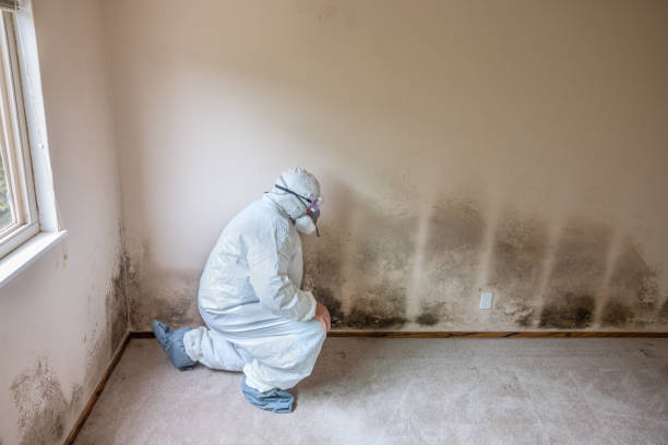 Best Professional Mold Removal  in Roxana, IL
