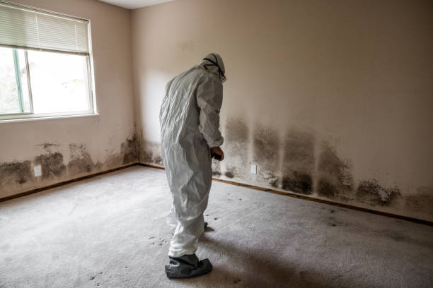 Best Mold Damage Repair  in Roxana, IL