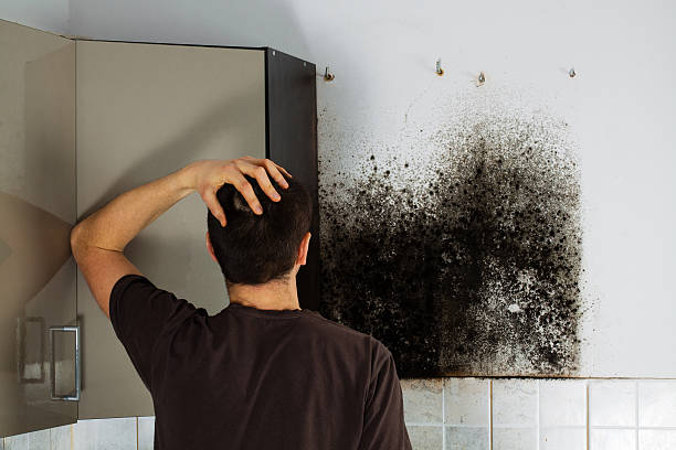 Best Mold Removal Company Near Me  in Roxana, IL