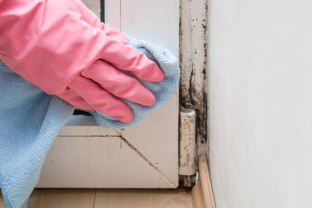Best Affordable Mold Removal  in Roxana, IL